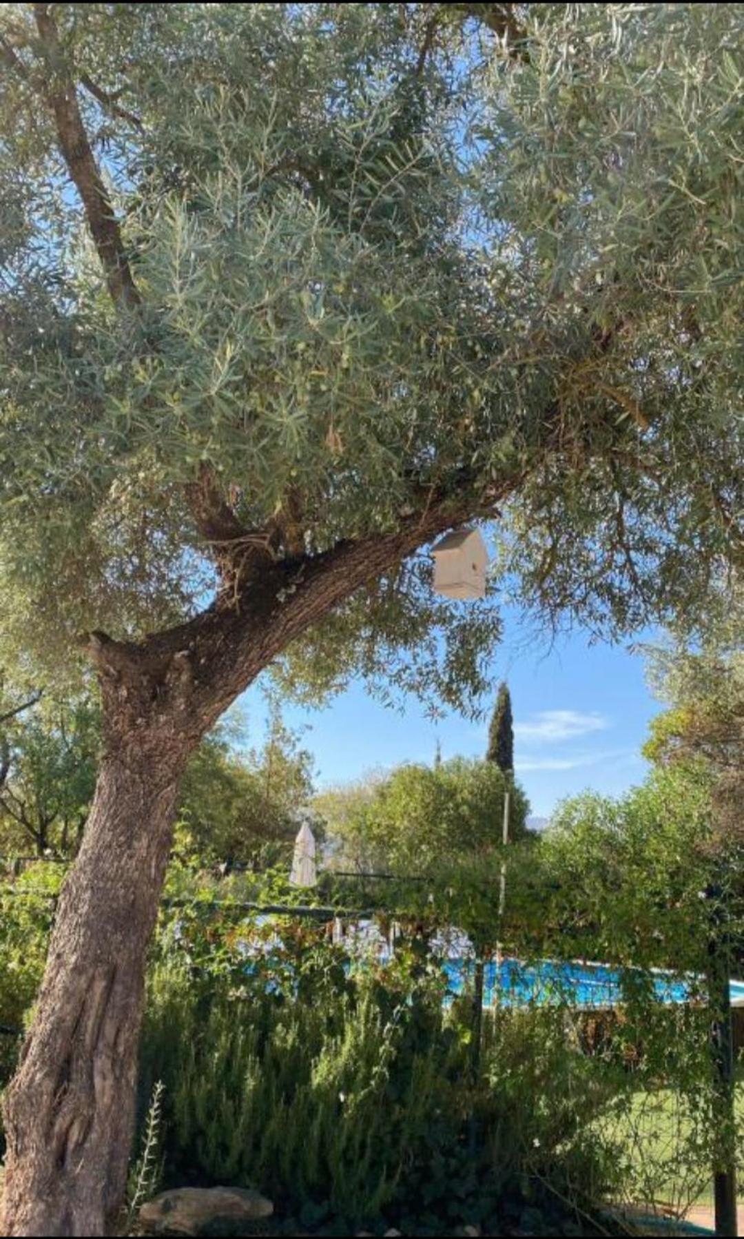 Casa Abanto Villa Ronda Dış mekan fotoğraf