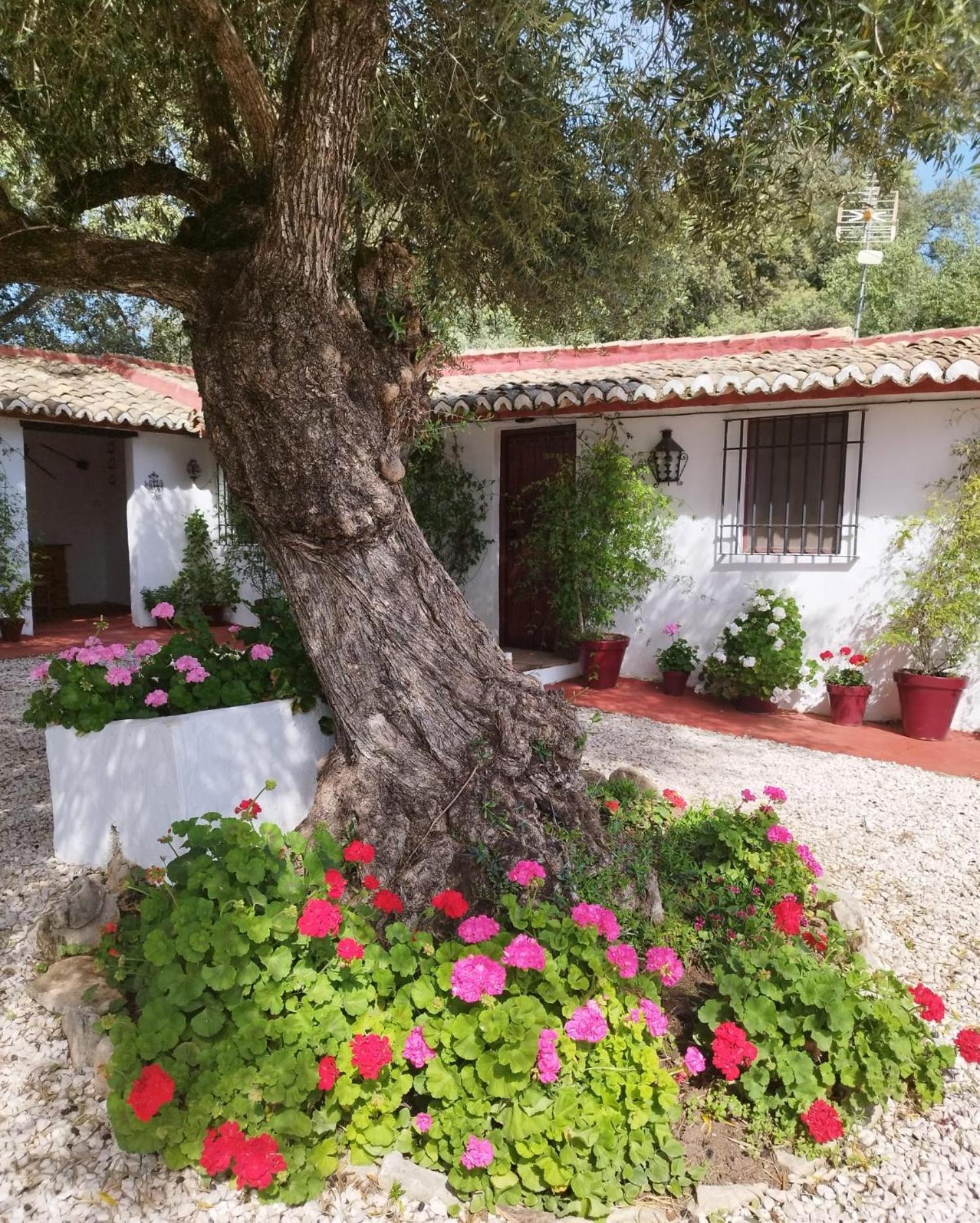 Casa Abanto Villa Ronda Dış mekan fotoğraf