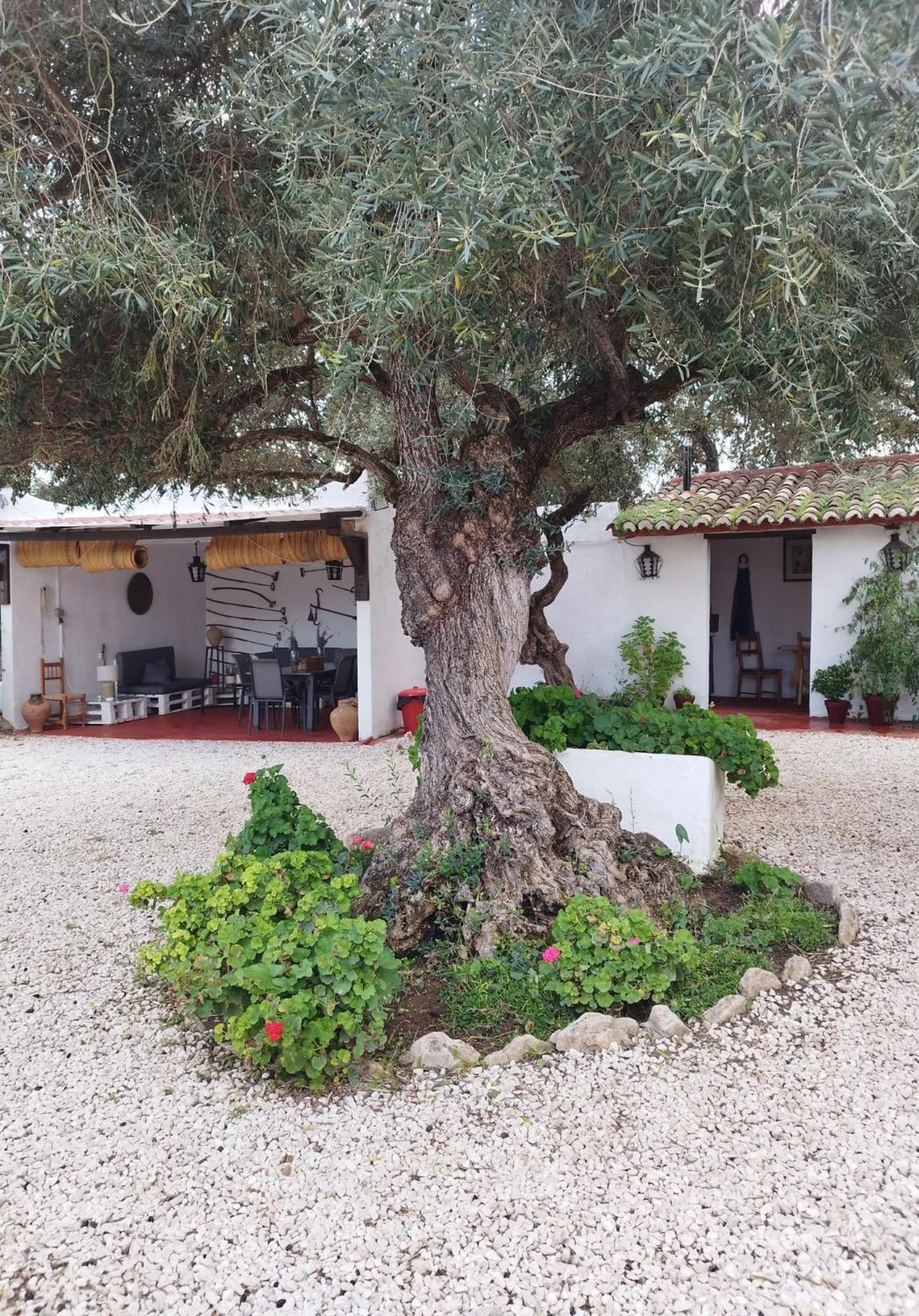 Casa Abanto Villa Ronda Dış mekan fotoğraf